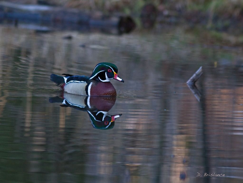 IMAGE: http://i580.photobucket.com/albums/ss243/dbriz/Wooduck4april5copy.jpg