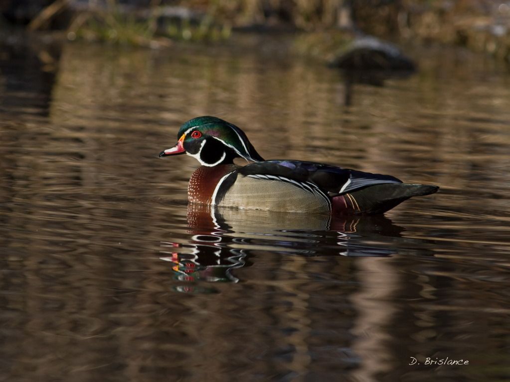 IMAGE: http://i580.photobucket.com/albums/ss243/dbriz/Wooduck7april19copy.jpg