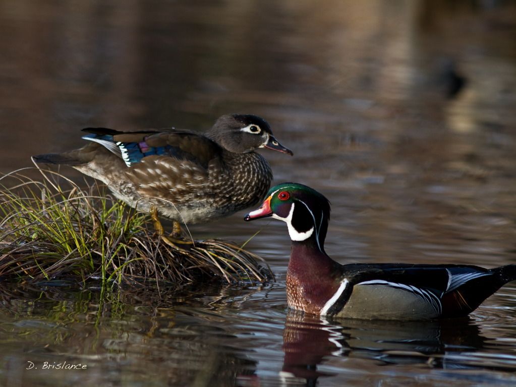 IMAGE: http://i580.photobucket.com/albums/ss243/dbriz/Wooduck8april19copy.jpg