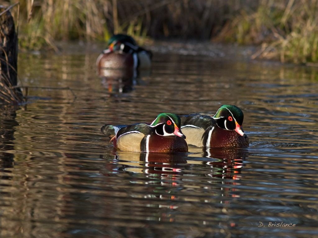 IMAGE: http://i580.photobucket.com/albums/ss243/dbriz/Wooduckpairapril19copy.jpg