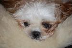 Critters GiGi