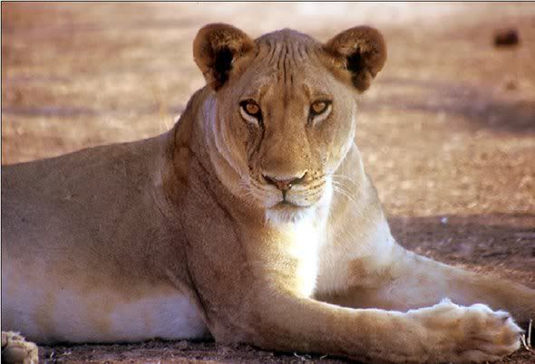 lioness Pictures, Images and Photos