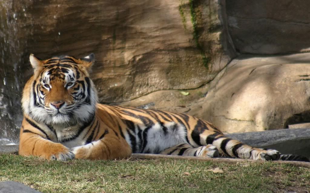Wallpaper Best Coloured HD Tiger