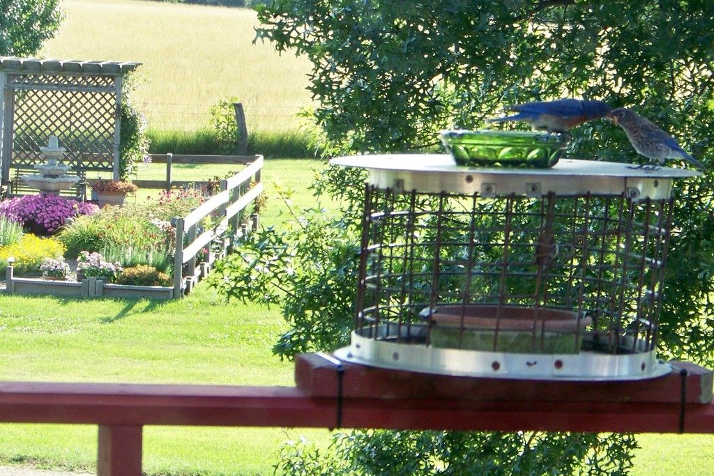 papa feeding juvenile