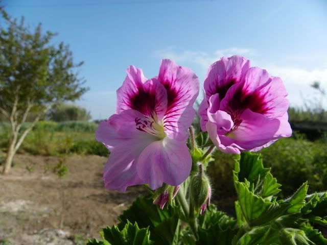 IMGP0546.jpg