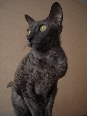 Cornish Rex Blue