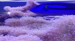 Saltwater picture, USAfishbox.com