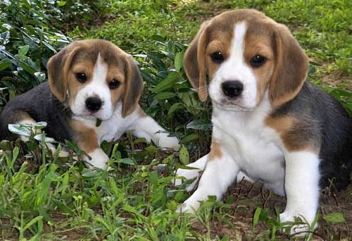 Baby Beagles