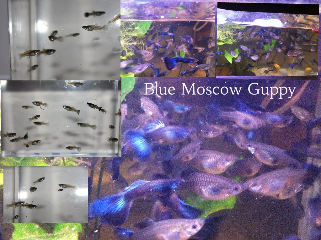 bluemoscowguppy-1