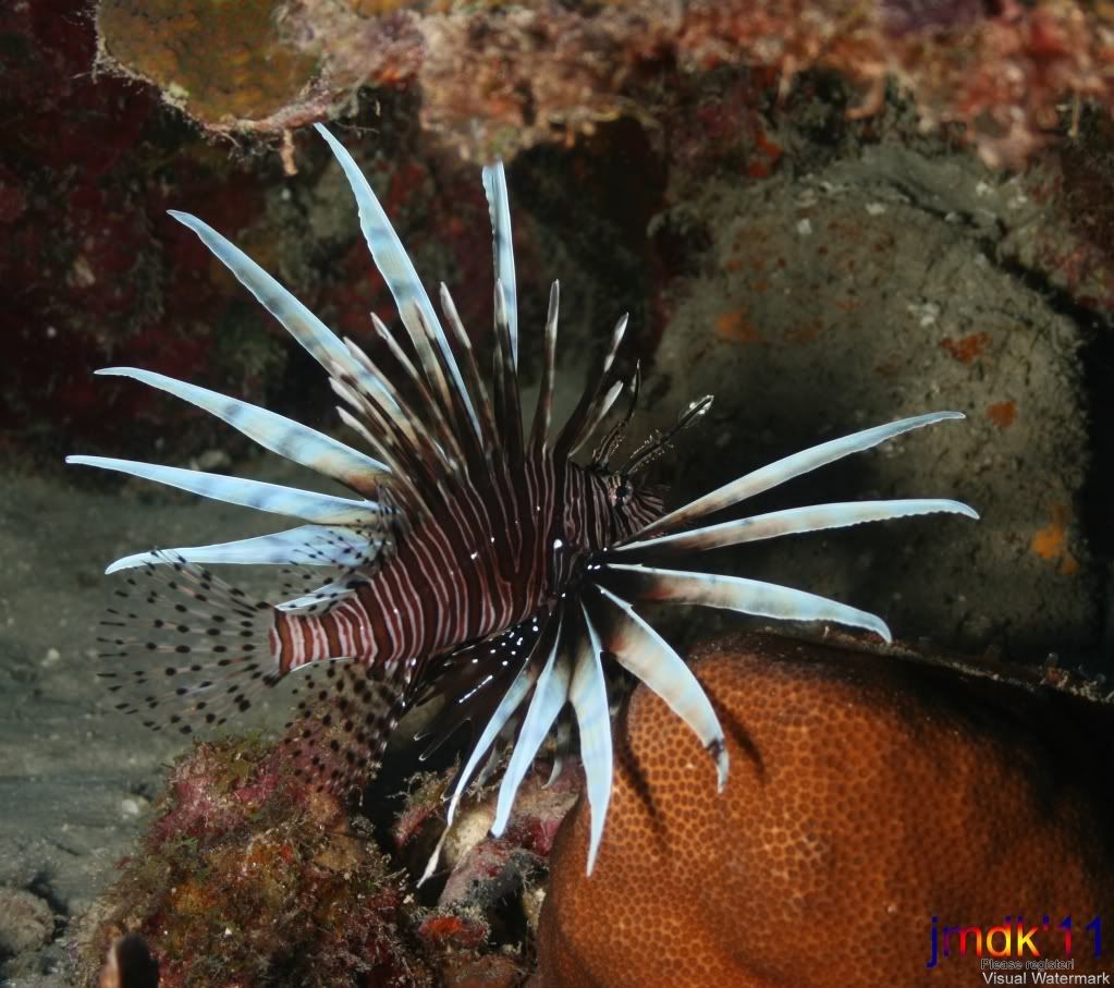 alionfish11_wm.jpg