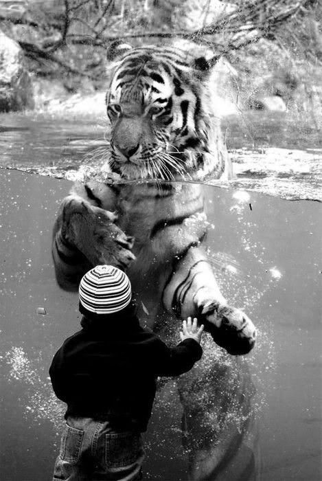 tiger1.jpg picture by desordre