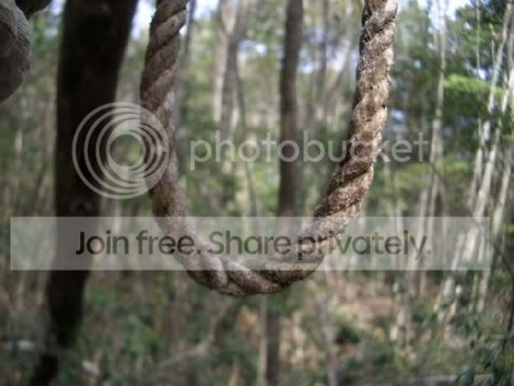 Aokigahara Forest - One Of The Creepiest Places On Earth Pictures, Images and Photos