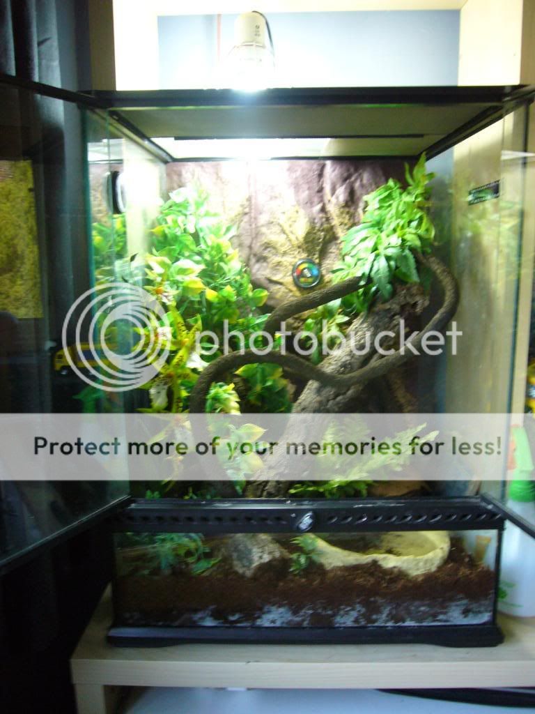 Whites Tree Frog set up | Reptile Forums