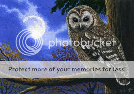 Owl Autumn moon limited edition aceo print art  