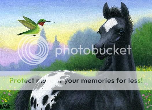 Black white appaloosa foal horse hummingbird limited edition aceo 